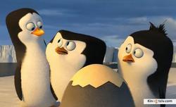 Penguins of Madagascar 2014 photo.